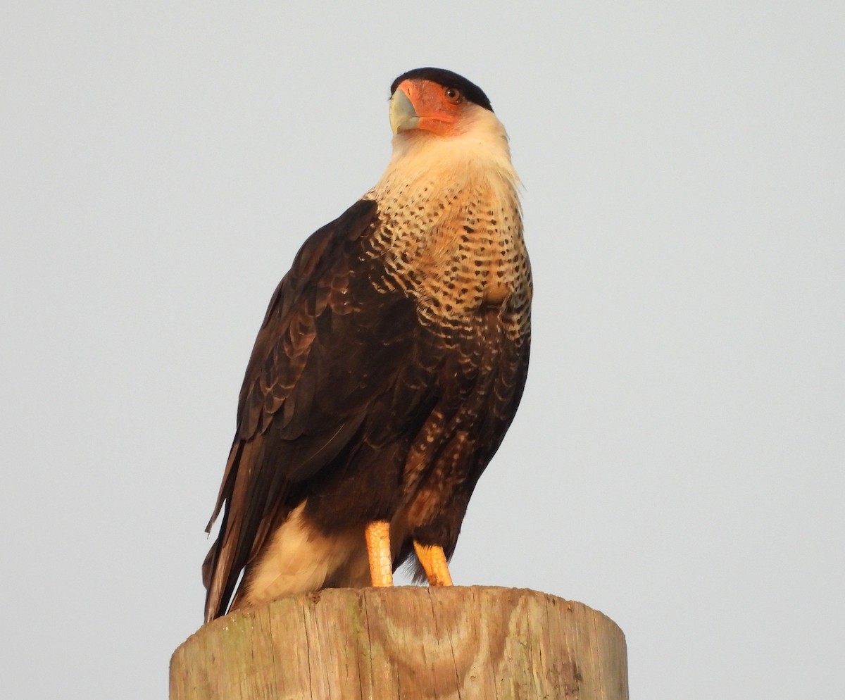 Crested Caracara - ML638664380