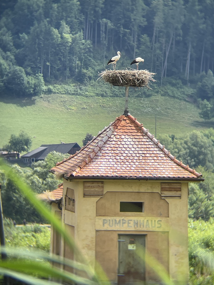White Stork - ML638664382