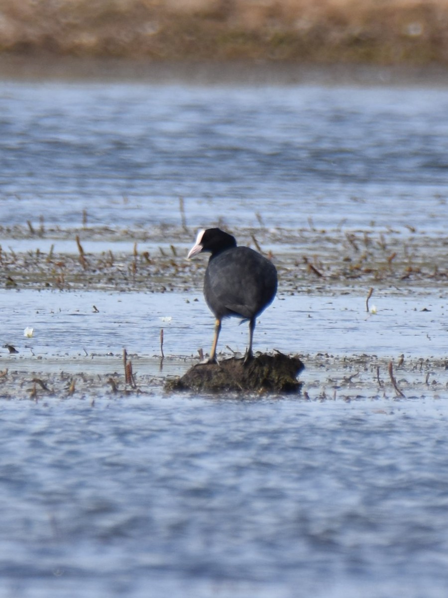 Eurasian Coot - ML638664383