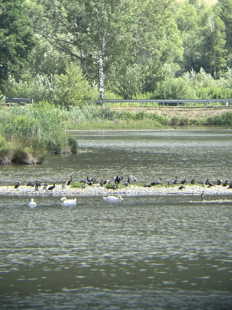 Great Cormorant - ML638664388