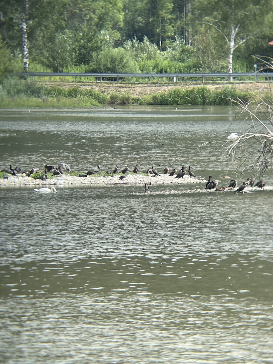 Great Cormorant - ML638664389