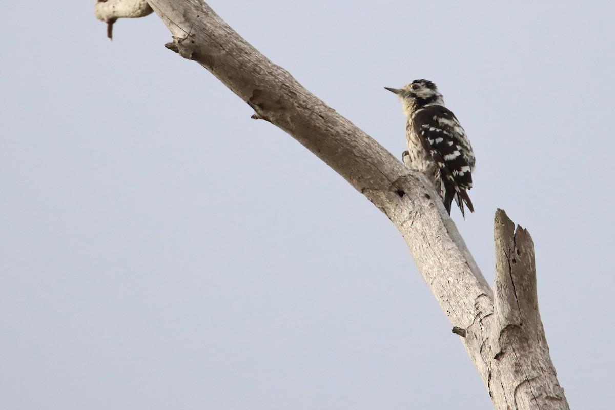 Lesser Spotted Woodpecker - ML638664390