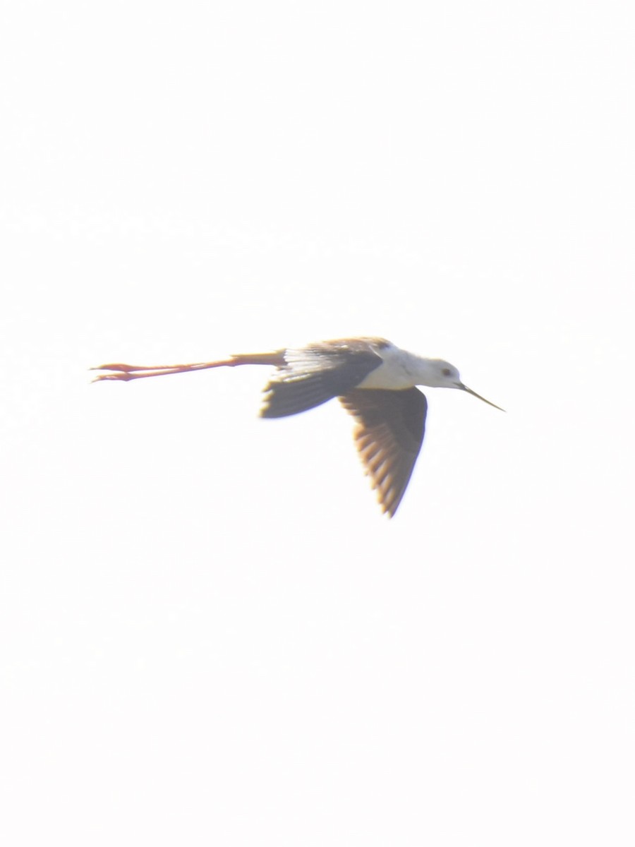 Black-winged Stilt - ML638664391