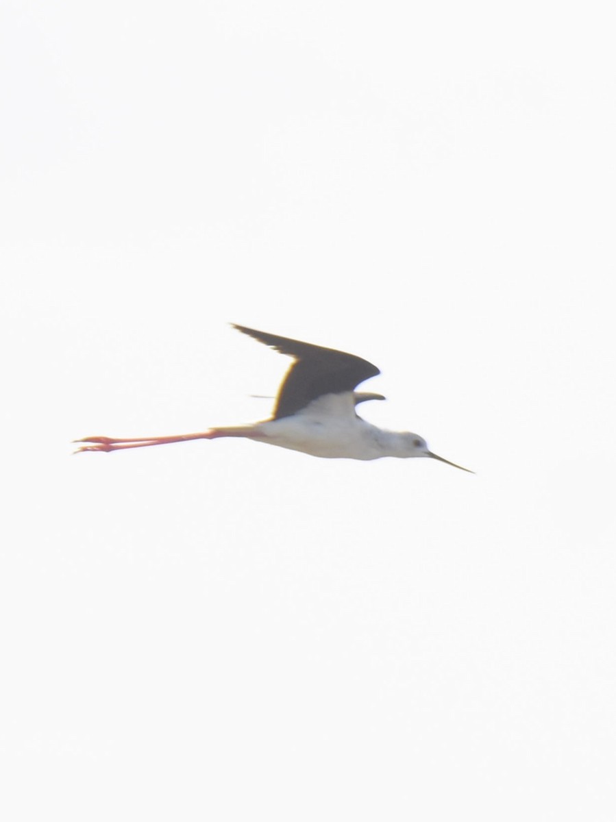 Black-winged Stilt - ML638664392