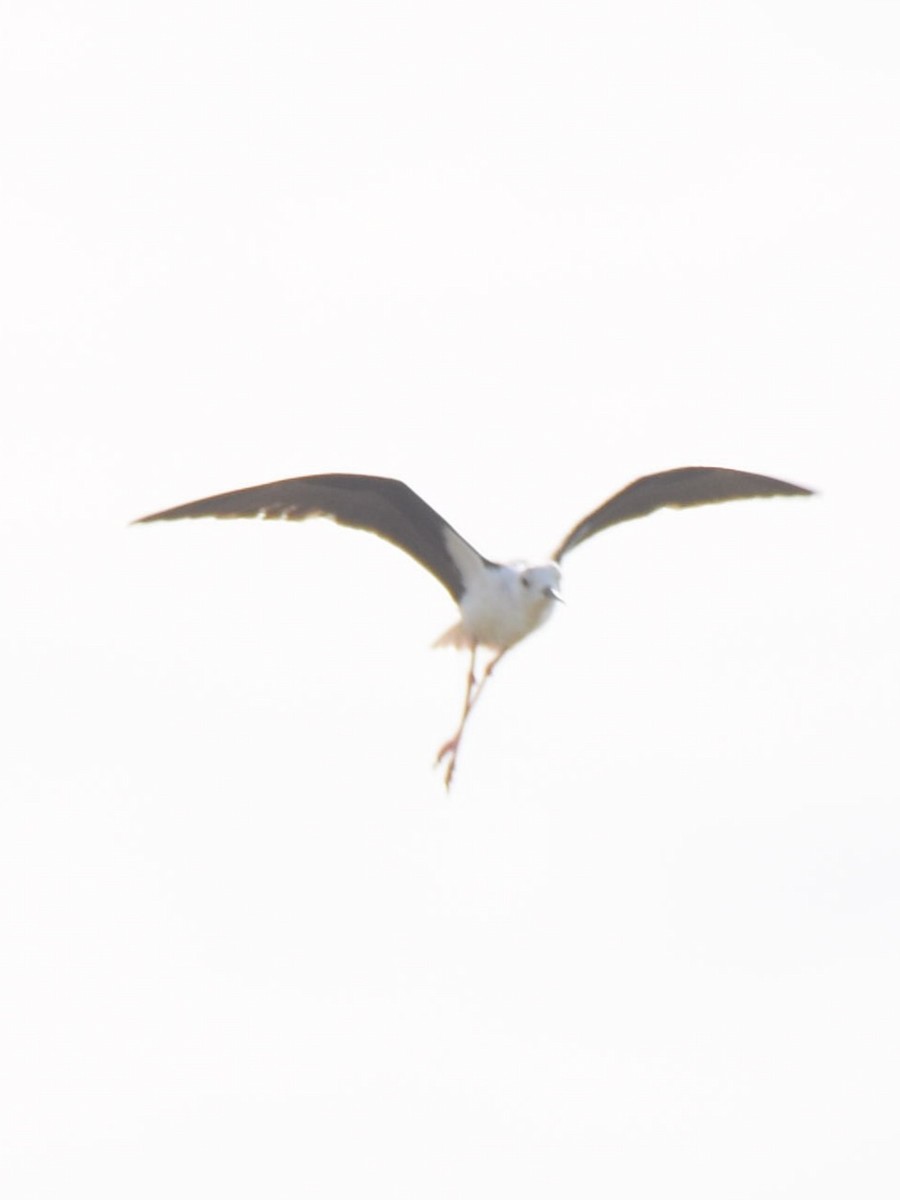 Black-winged Stilt - ML638664394