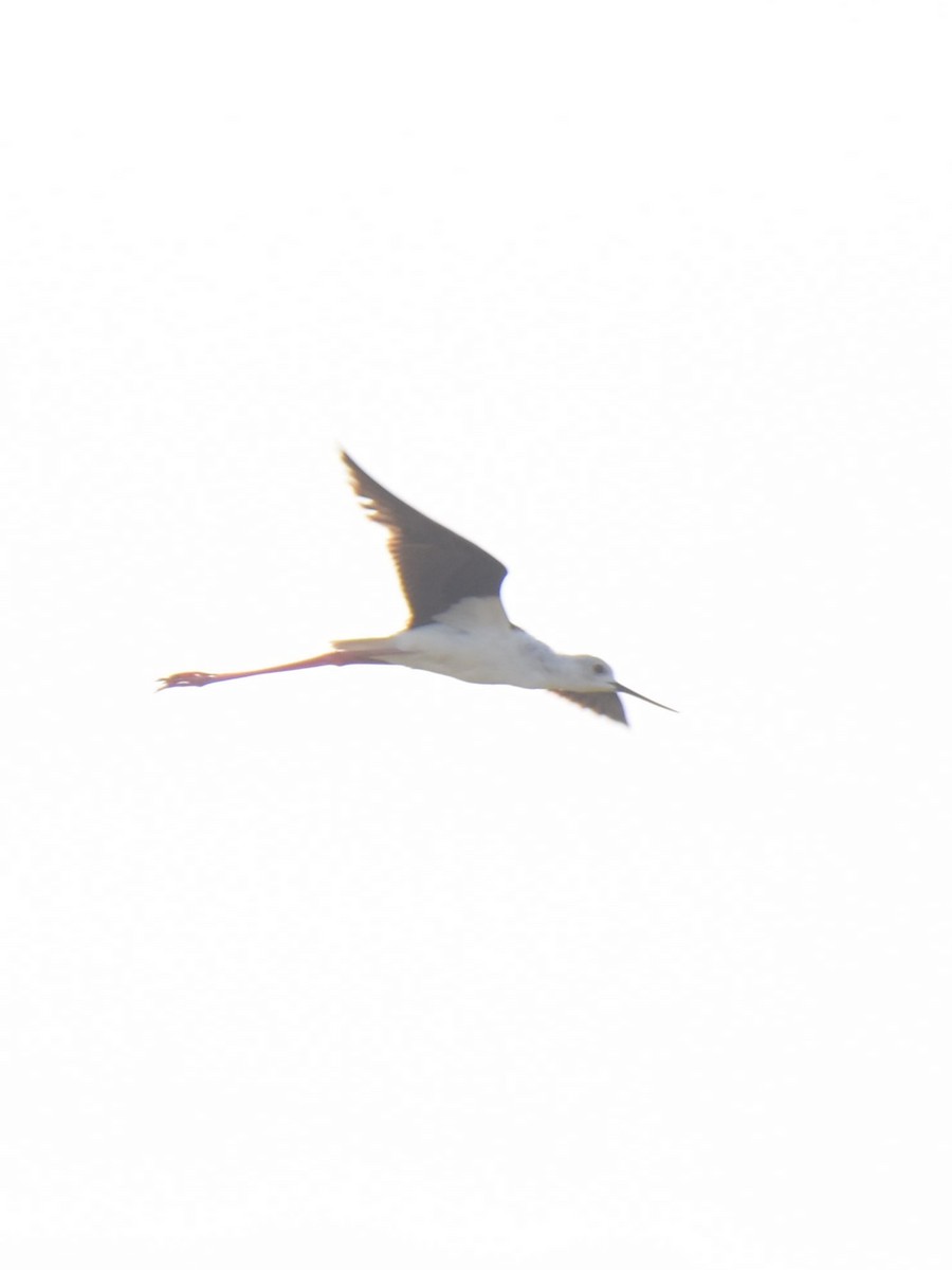 Black-winged Stilt - ML638664395
