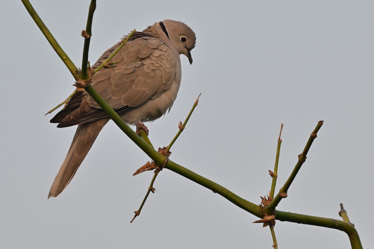 Eurasian Collared-Dove - ML638664397