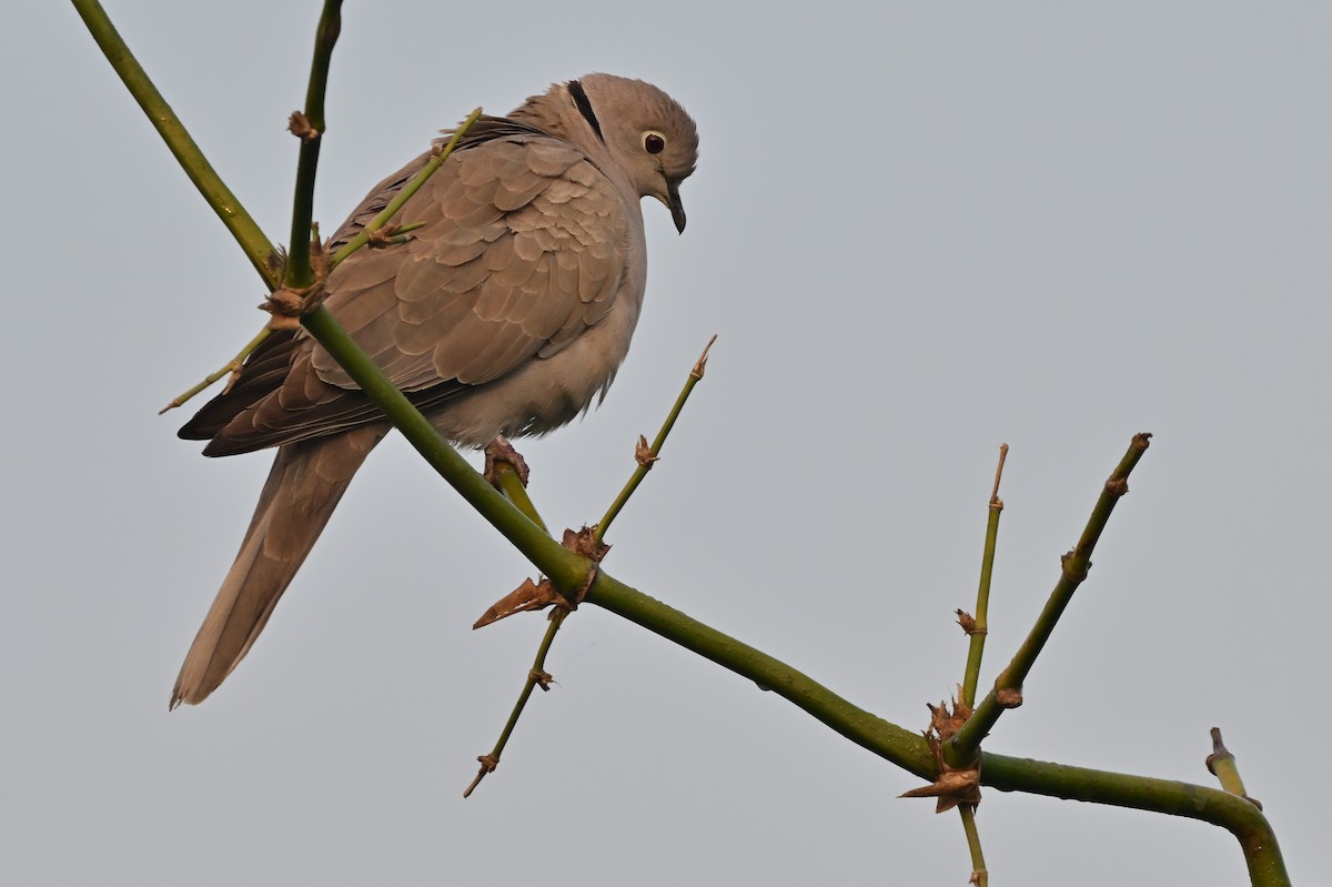 Eurasian Collared-Dove - ML638664398