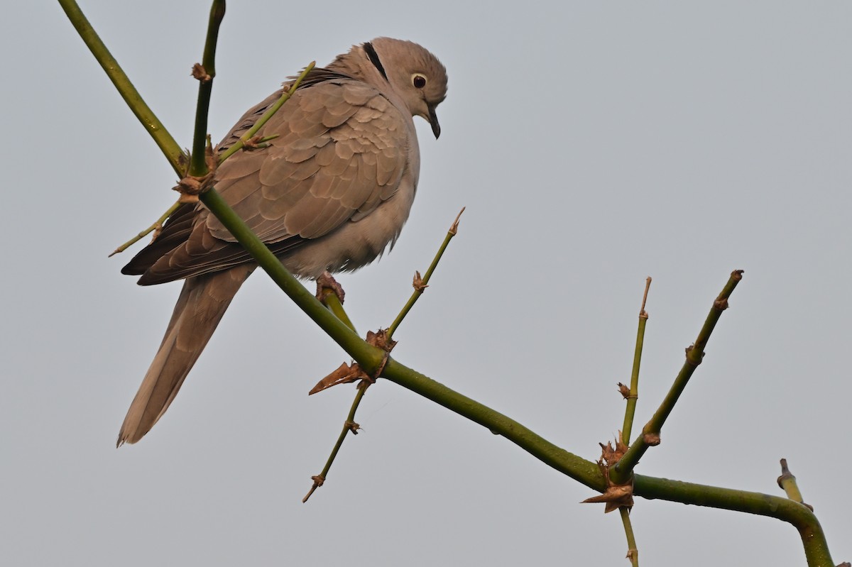 Eurasian Collared-Dove - ML638664399
