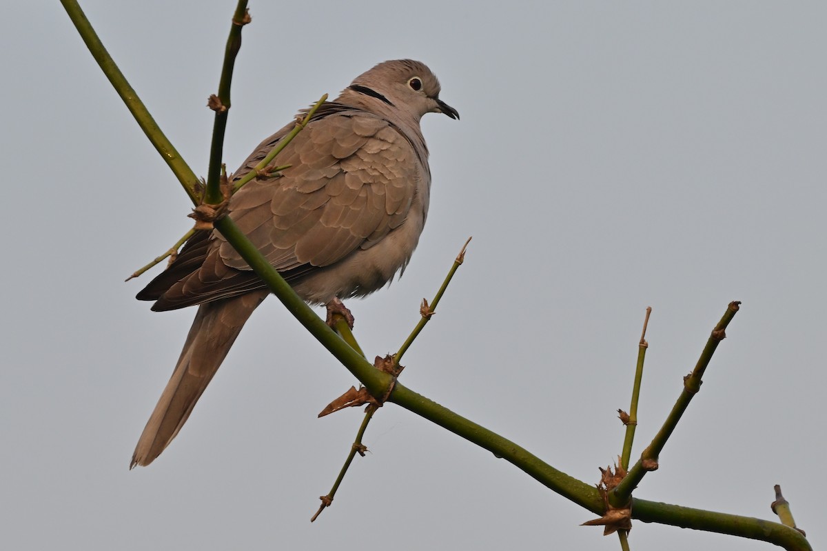 Eurasian Collared-Dove - ML638664400