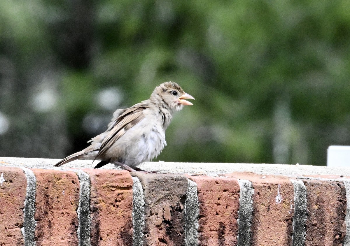 House Sparrow - ML638664404