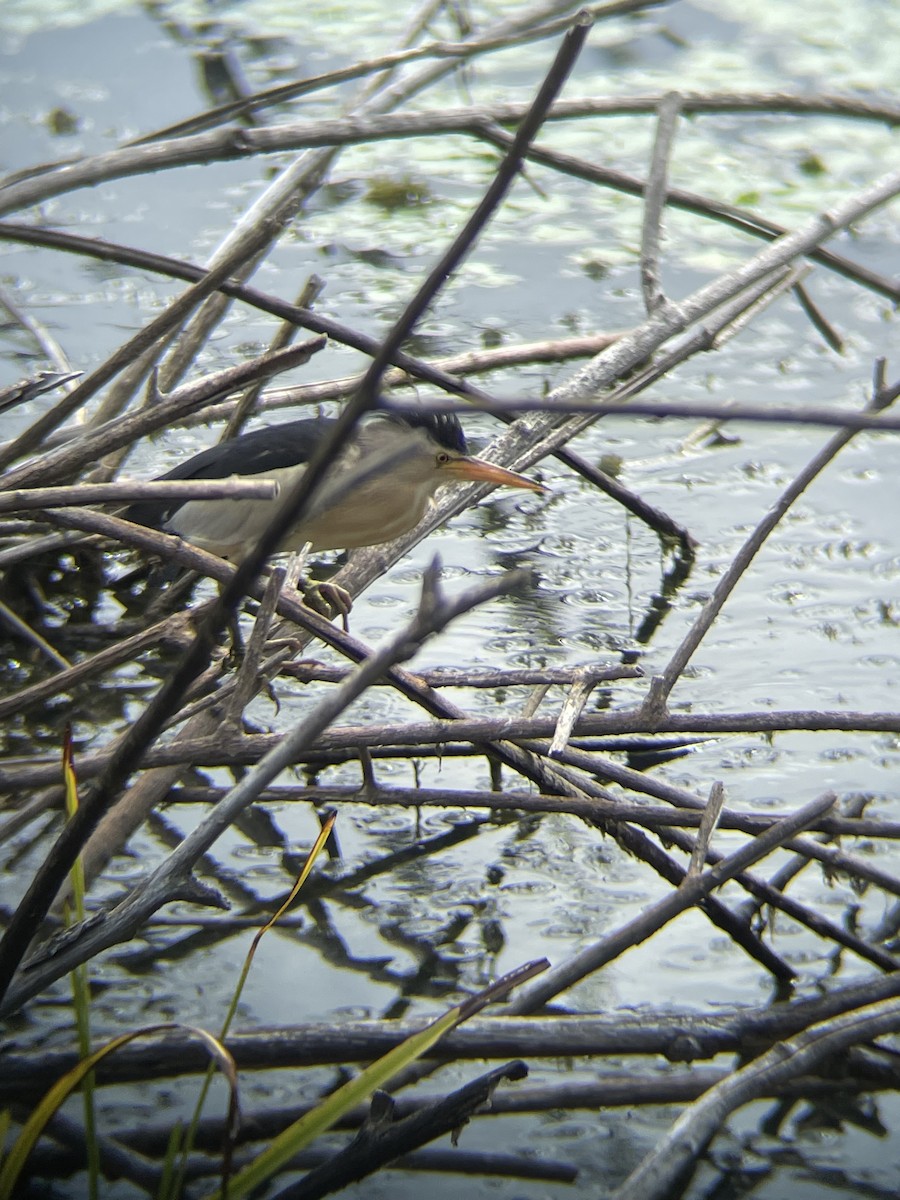 Little Bittern - ML638664407