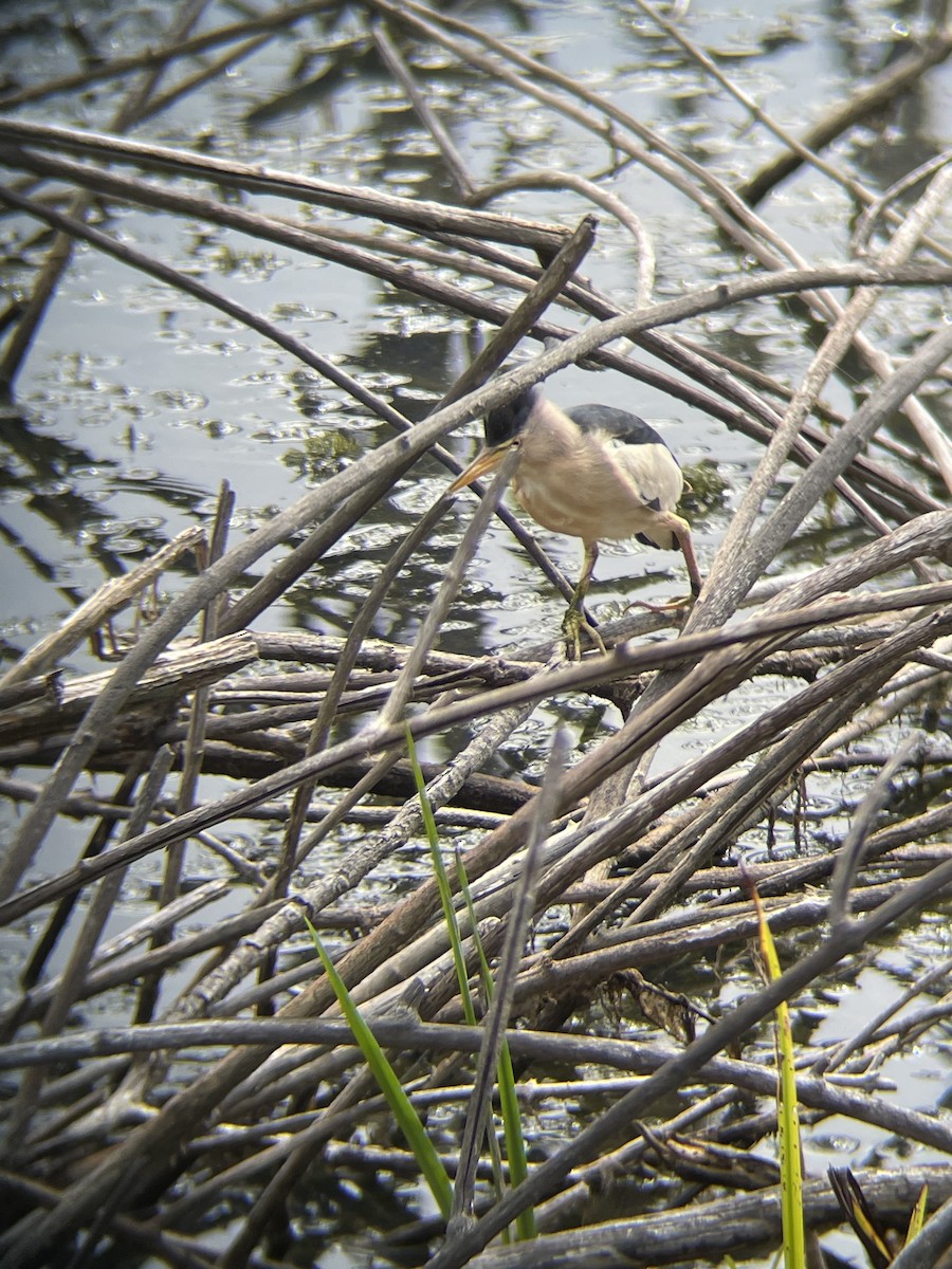 Little Bittern - ML638664408