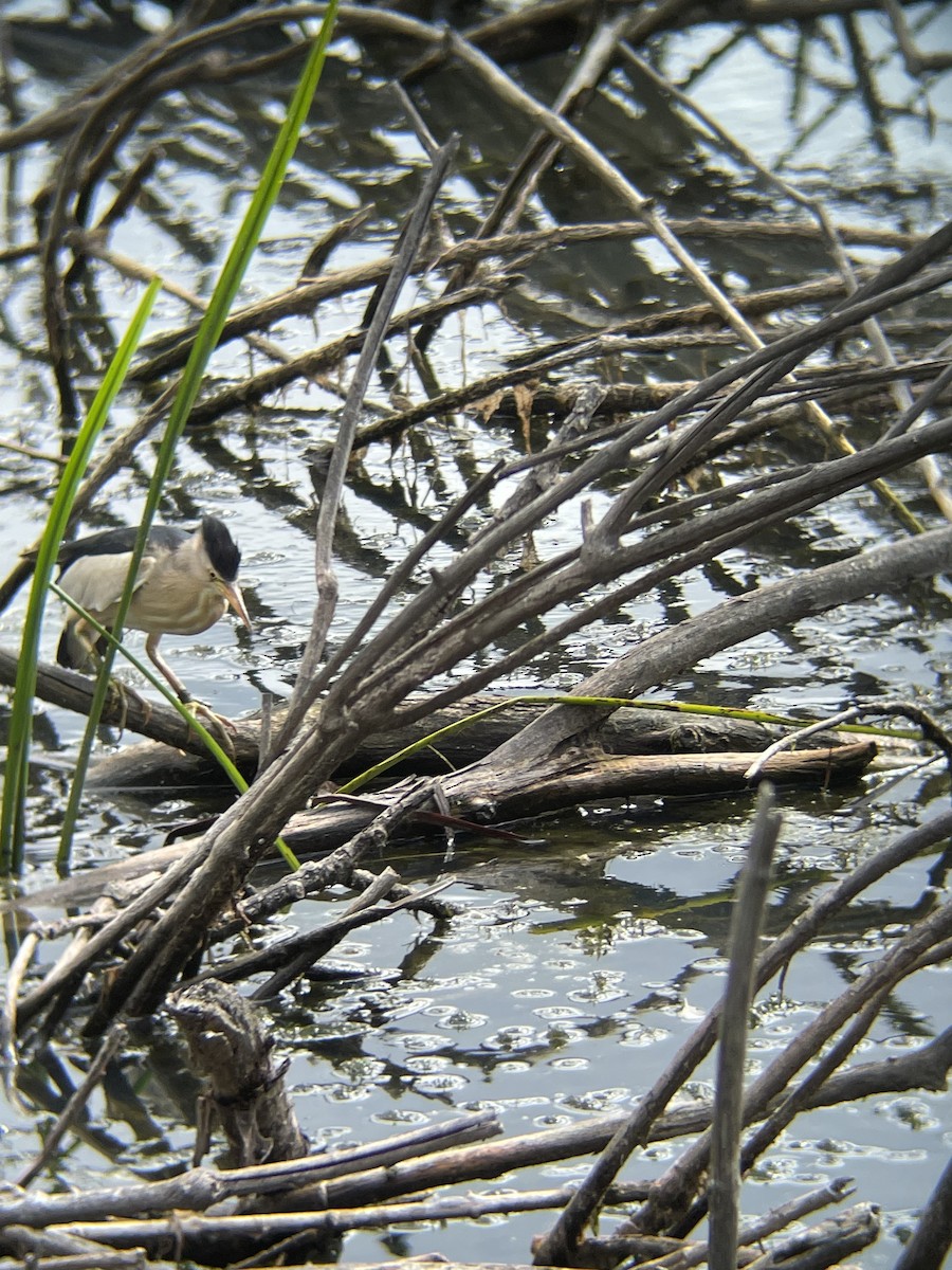 Little Bittern - ML638664409