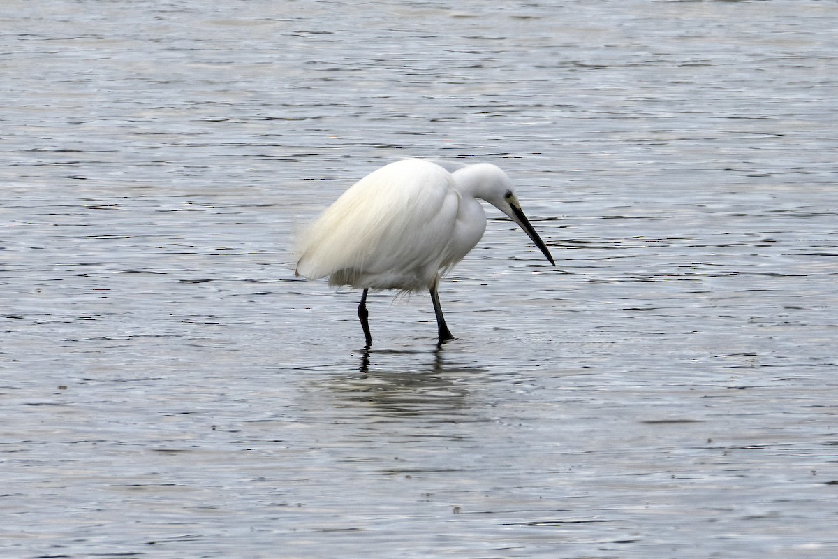 Seidenreiher - ML638664443