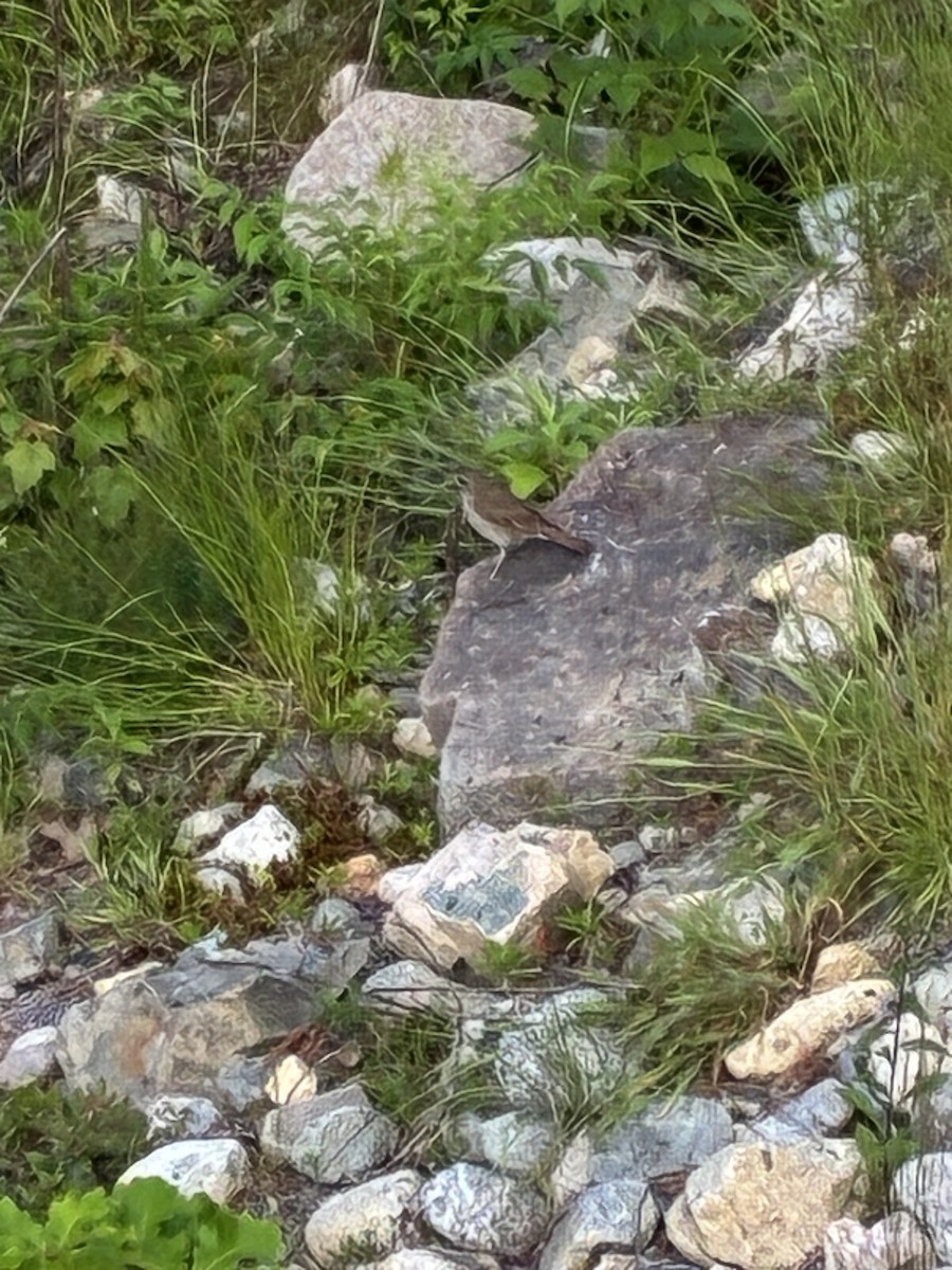 Hermit Thrush - ML638664472