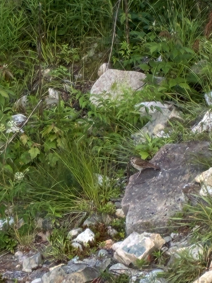 Hermit Thrush - ML638664473