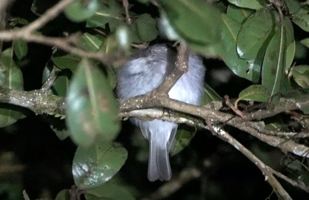 tanımsız Aves sp. - ML638664486