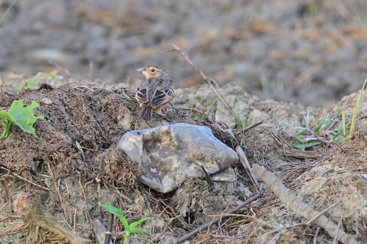 Bengal Toygarı - ML638664506