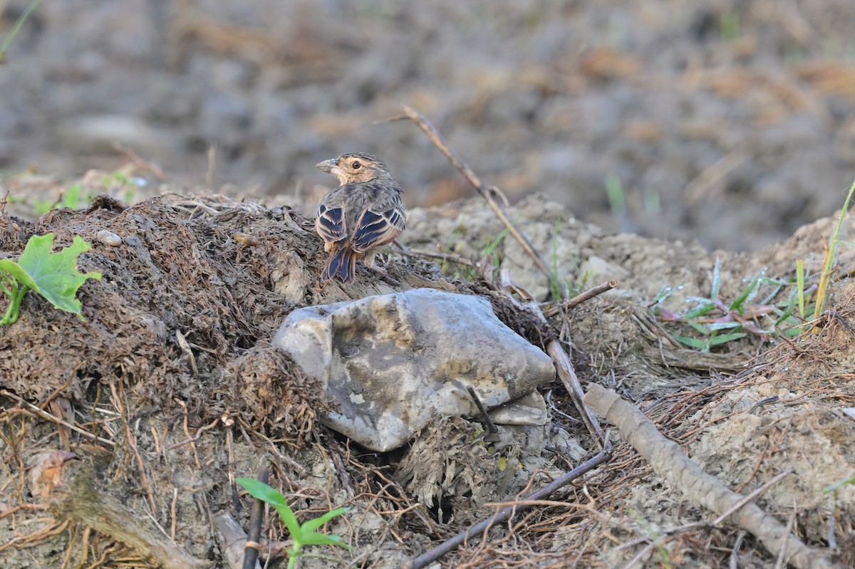 Bengal Toygarı - ML638664507