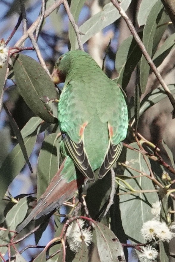 Swift Parrot - ML638664557