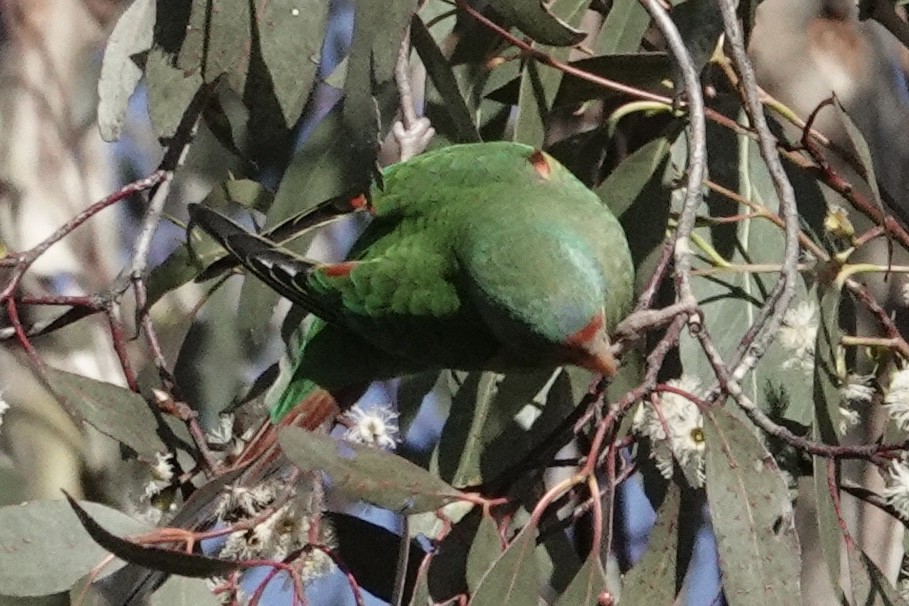 Swift Parrot - ML638664558