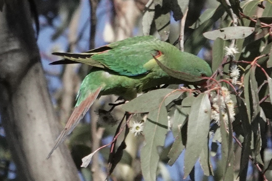 Swift Parrot - ML638664559