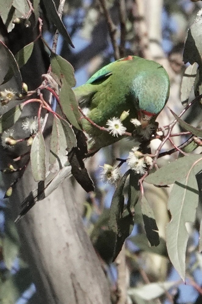 Swift Parrot - ML638664560