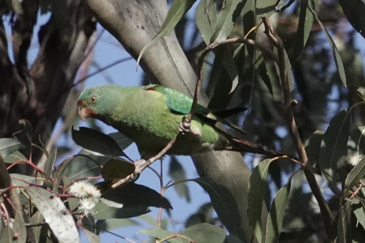 Swift Parrot - ML638664561
