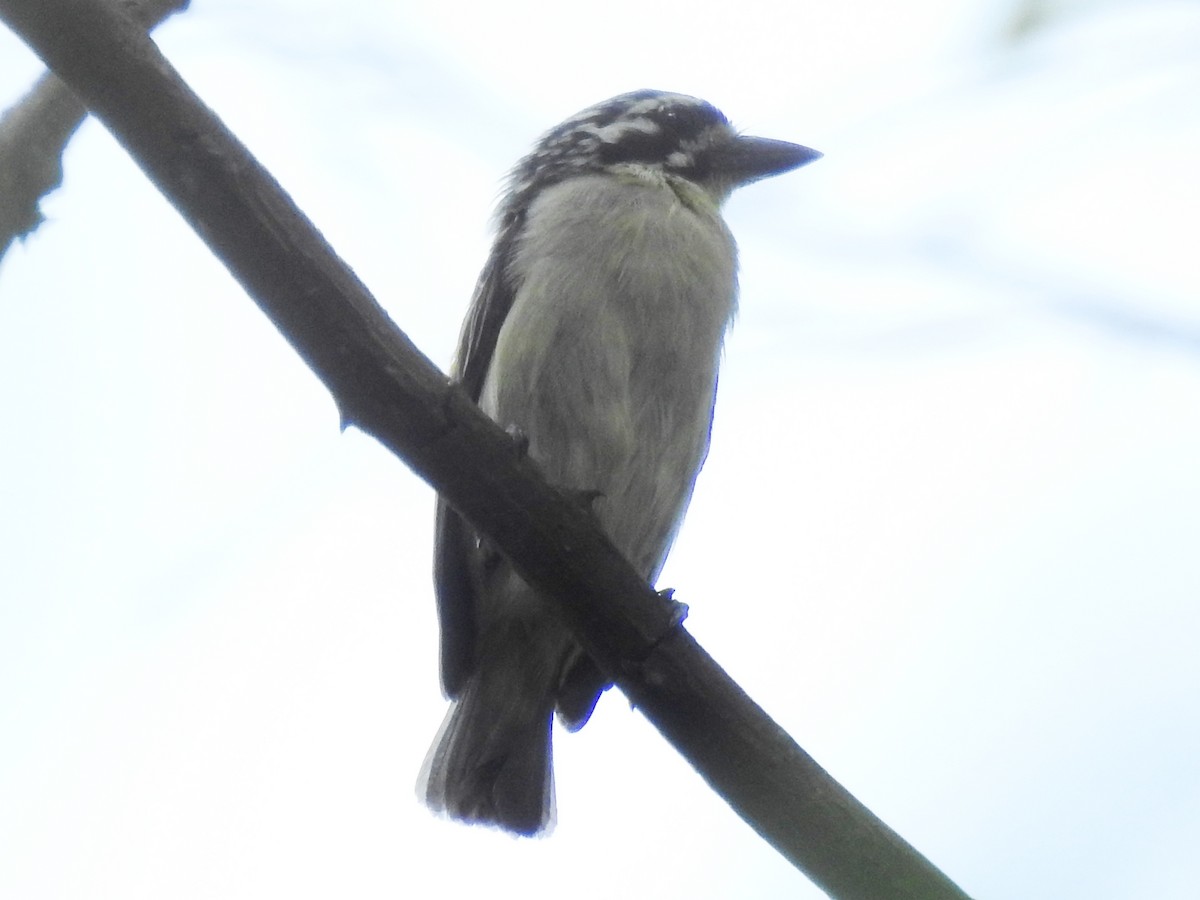 Yellow-fronted Tinkerbird - ML638664565