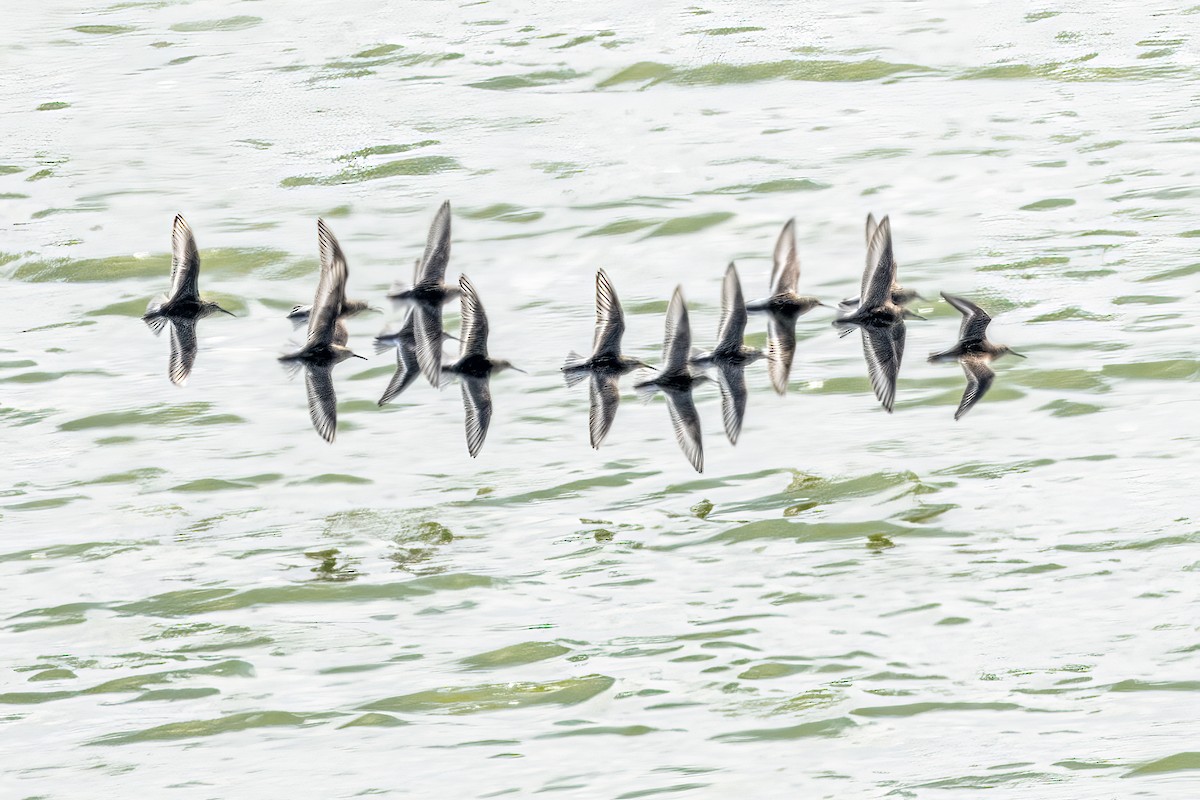 Dunlin - ML638664566