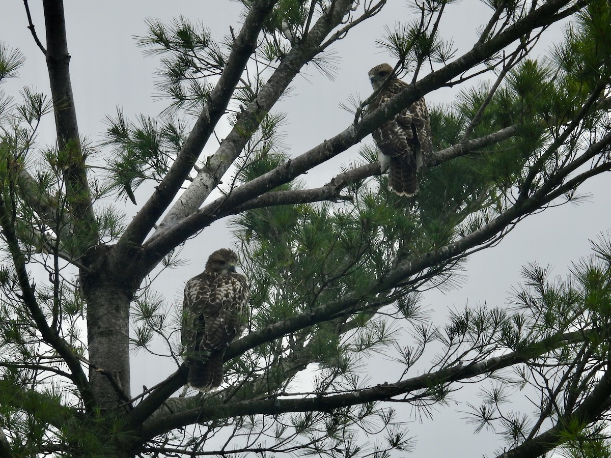 Red-tailed Hawk - ML638664567