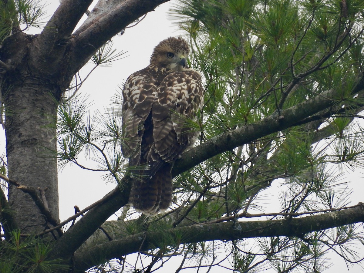 Red-tailed Hawk - ML638664568