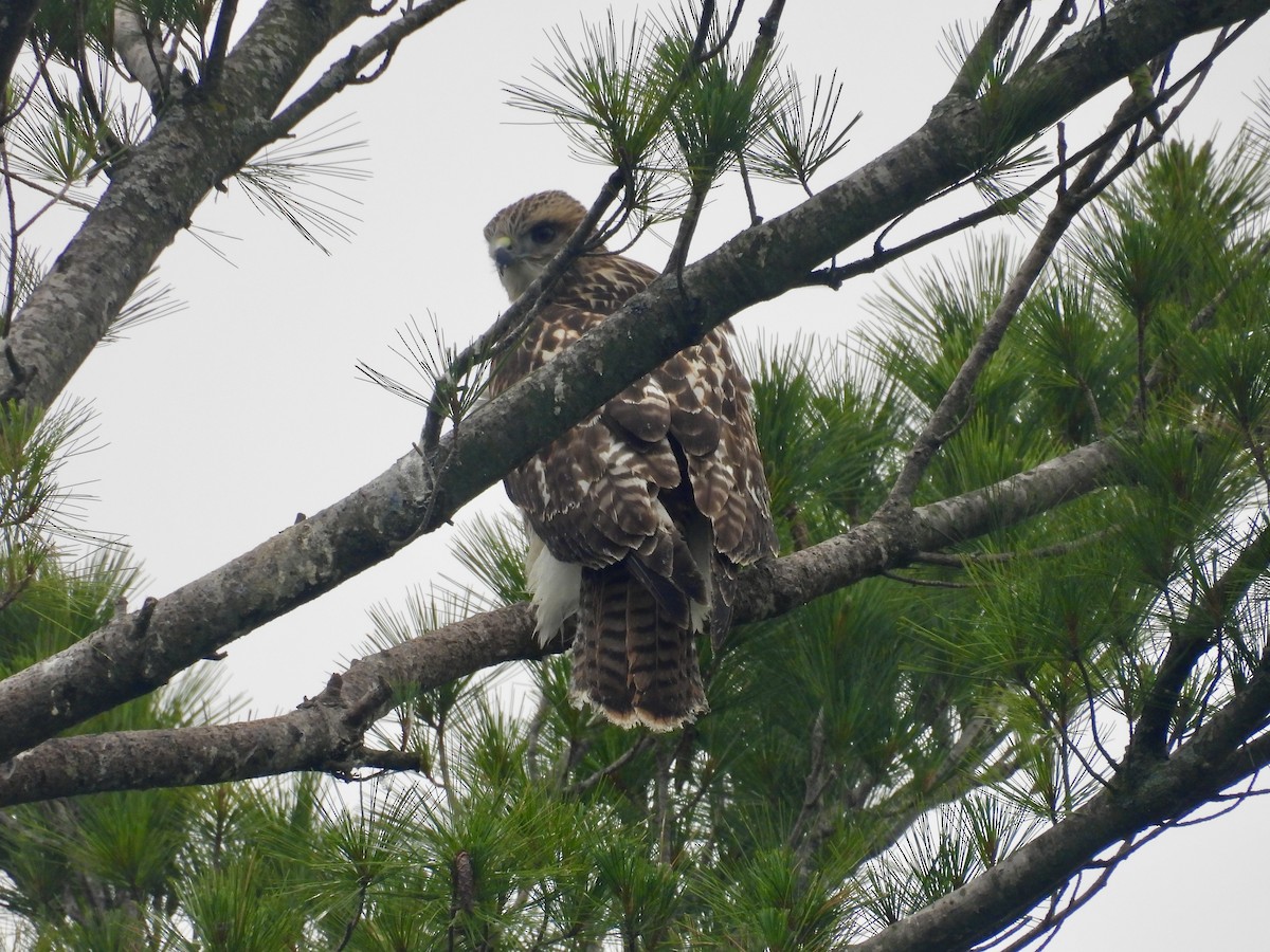 Red-tailed Hawk - ML638664569