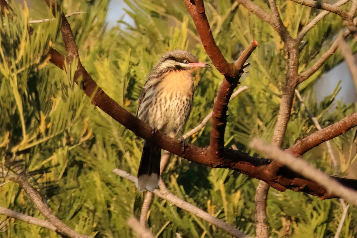 Spiny-cheeked Honeyeater - ML638664570