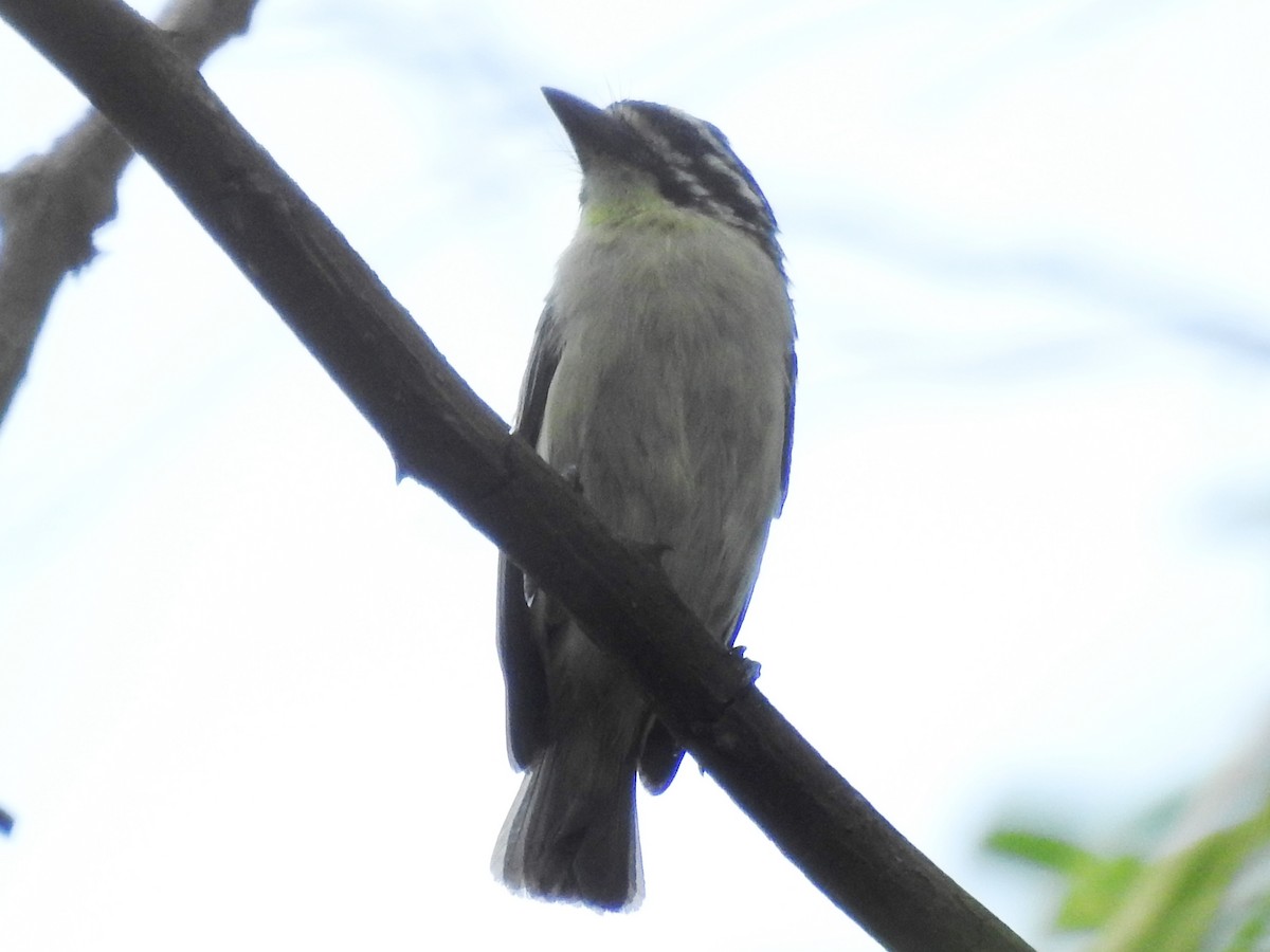 Yellow-fronted Tinkerbird - ML638664571