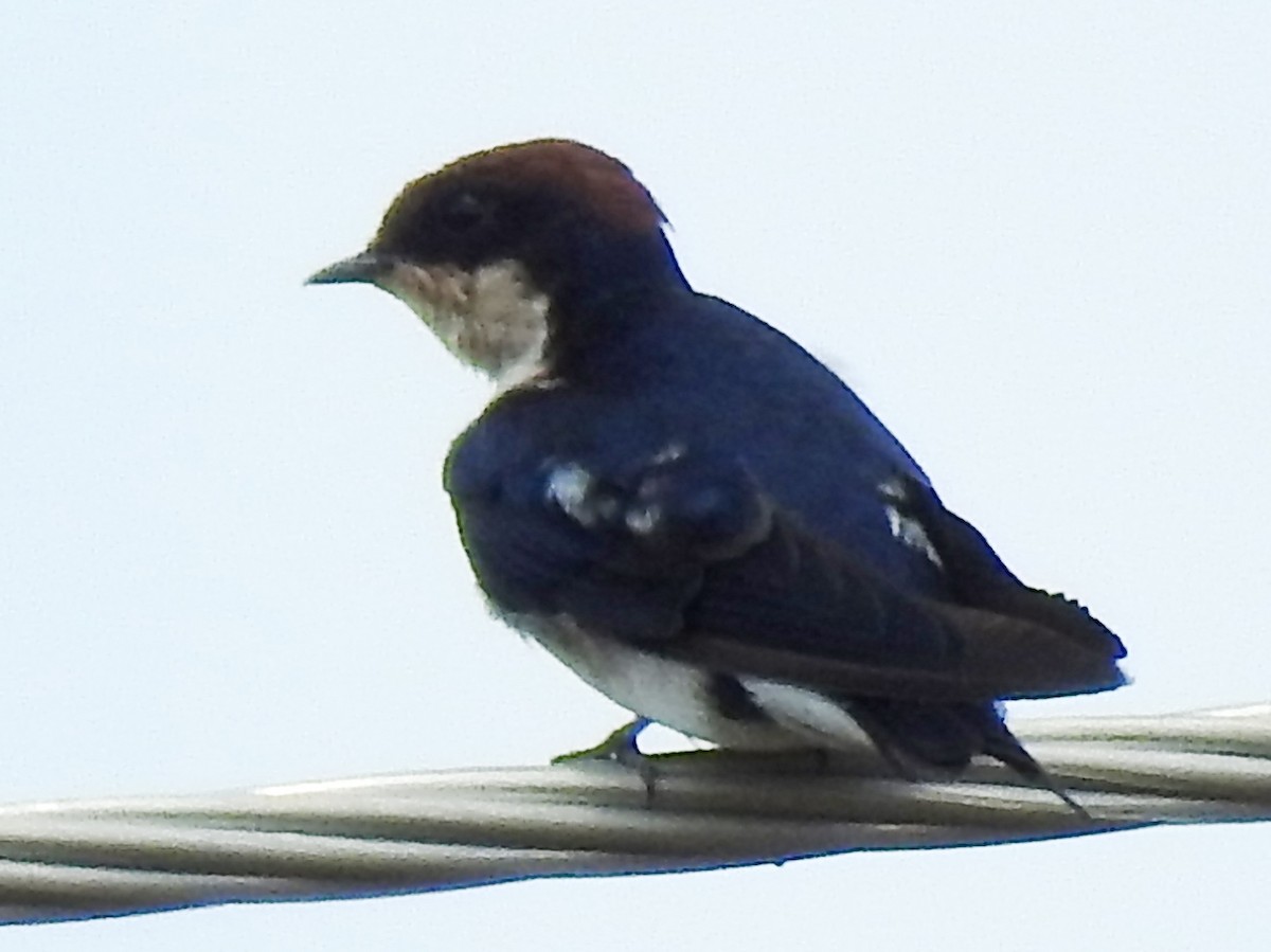 Wire-tailed Swallow - ML638664573