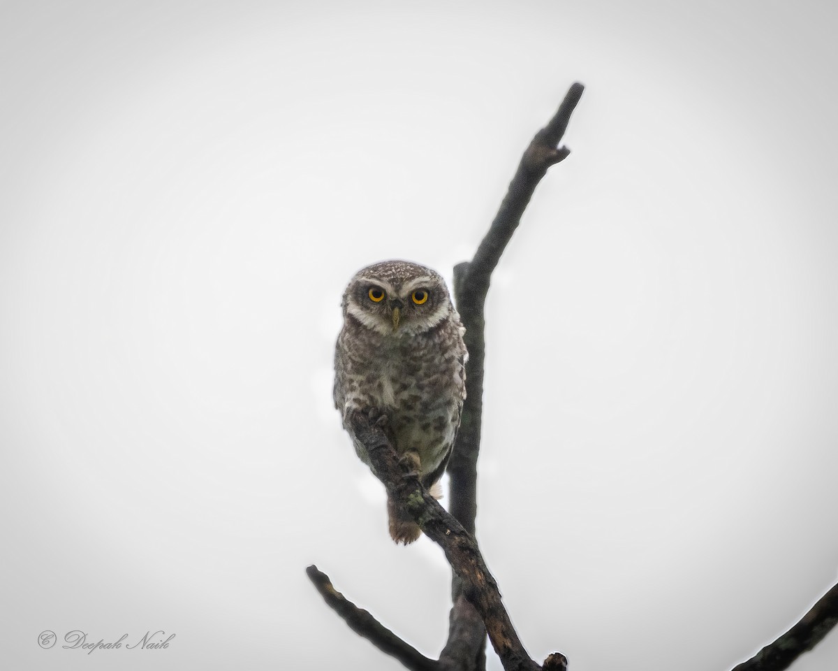 Spotted Owlet - ML638664575