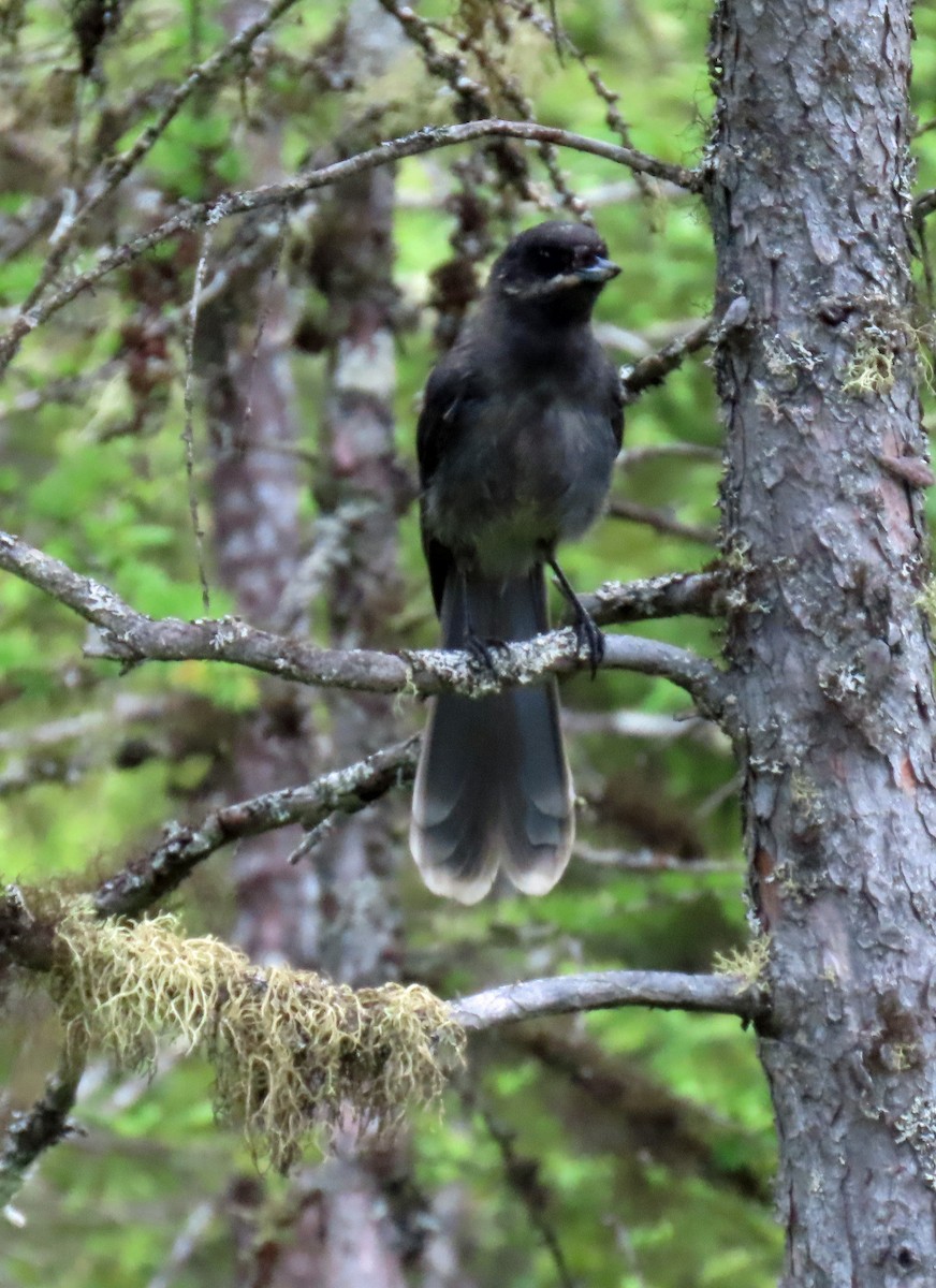 Canada Jay - ML638664576