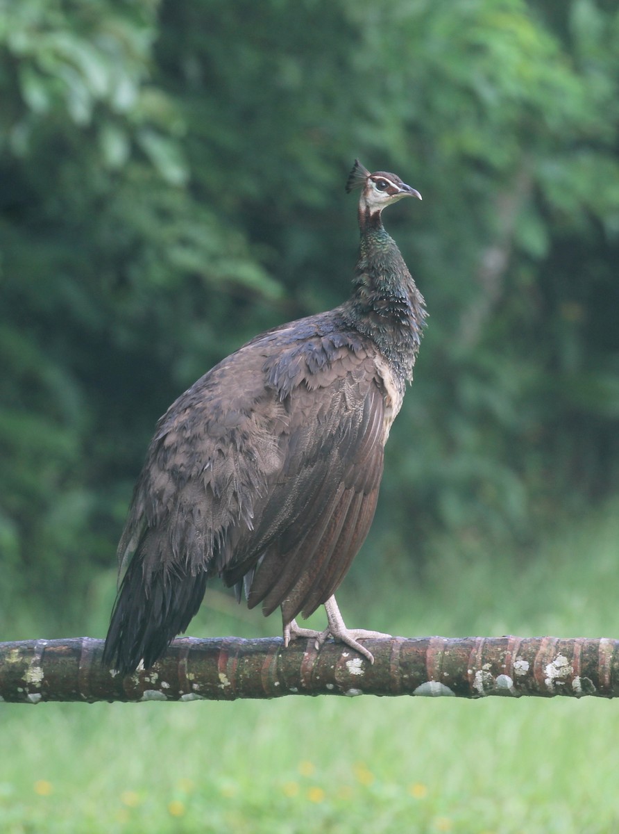 Pavo Real Común - ML638664614