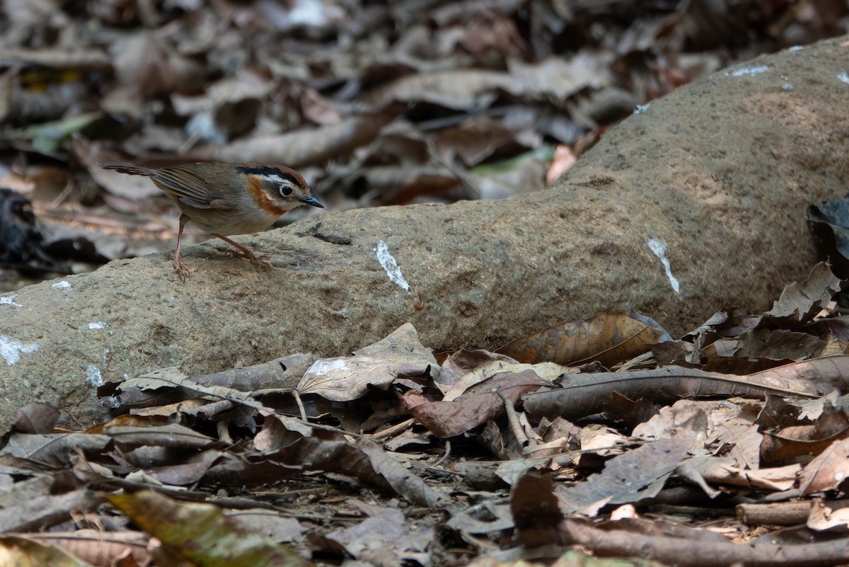halsbåndfulvetta - ML638664663
