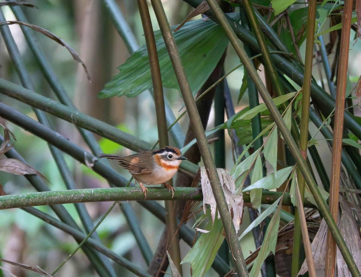 halsbåndfulvetta - ML638664664
