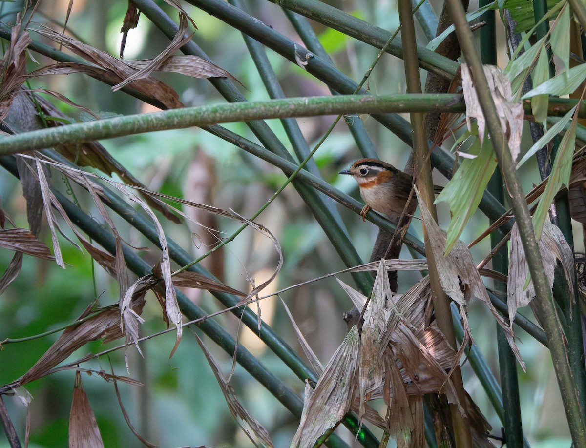 halsbåndfulvetta - ML638664665