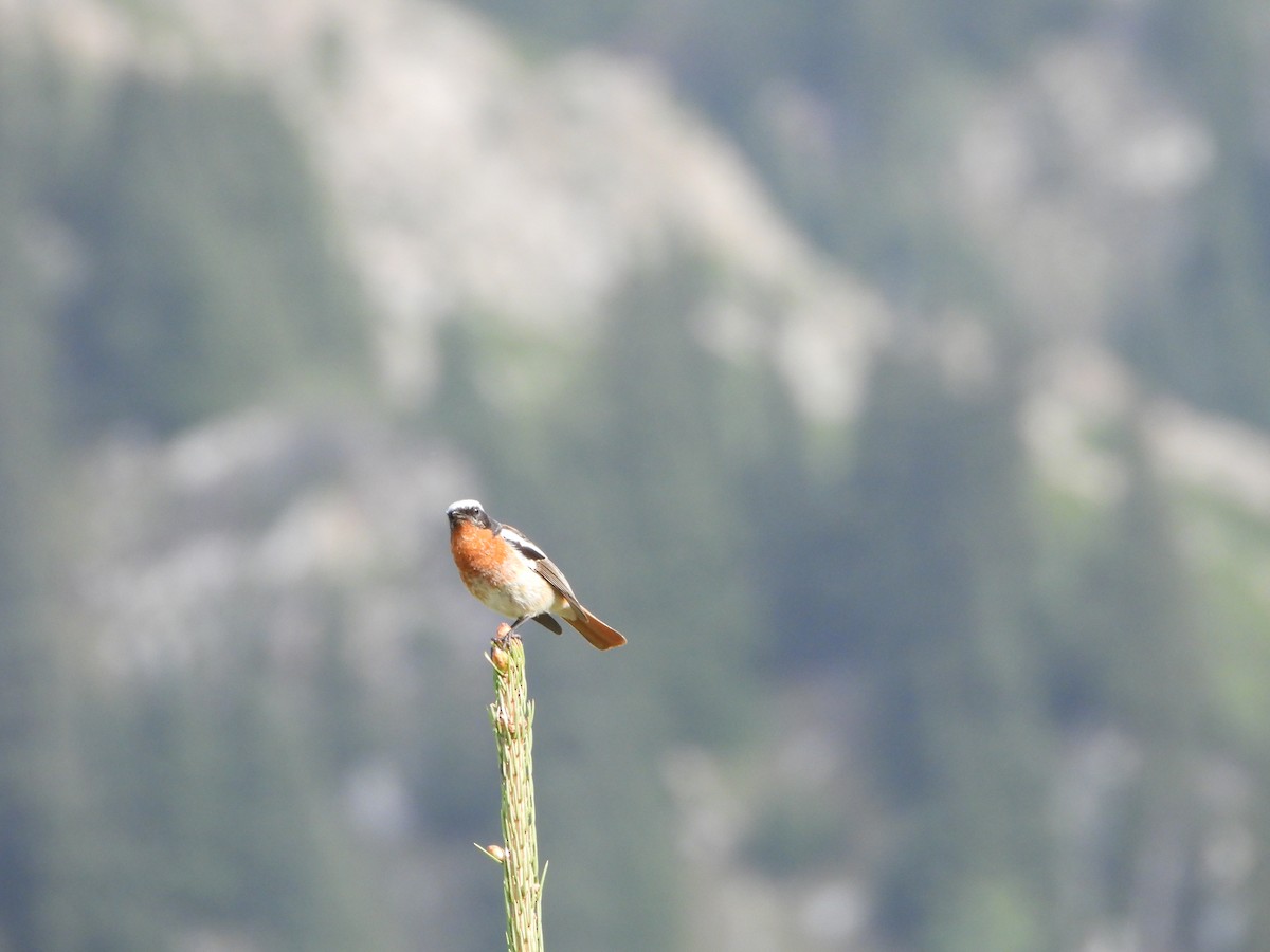 Rougequeue d'Eversmann - ML638664673