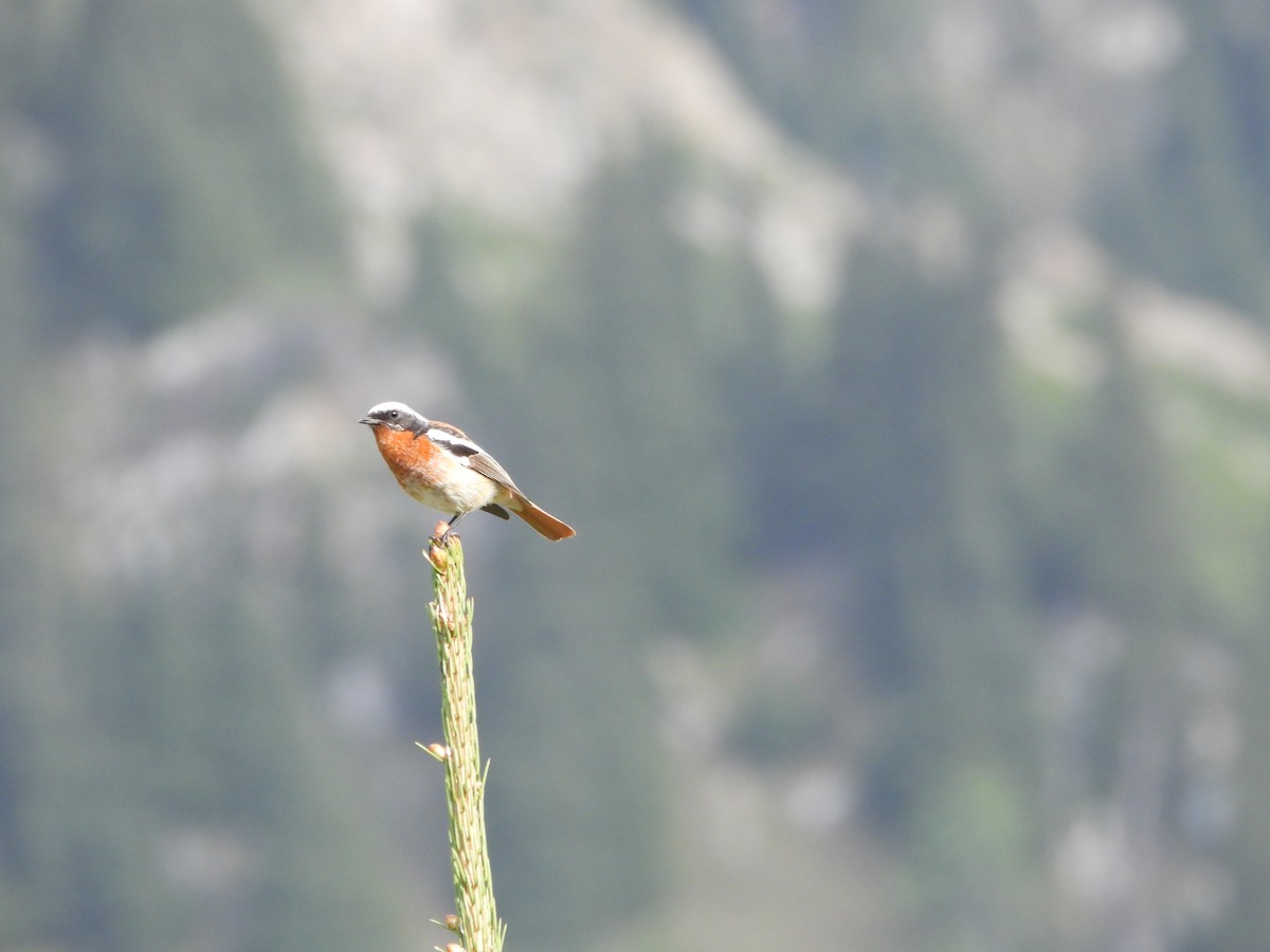 Rougequeue d'Eversmann - ML638664674