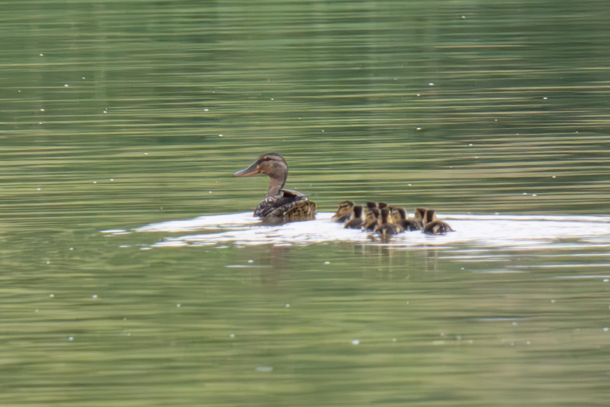 Canard colvert - ML638664684