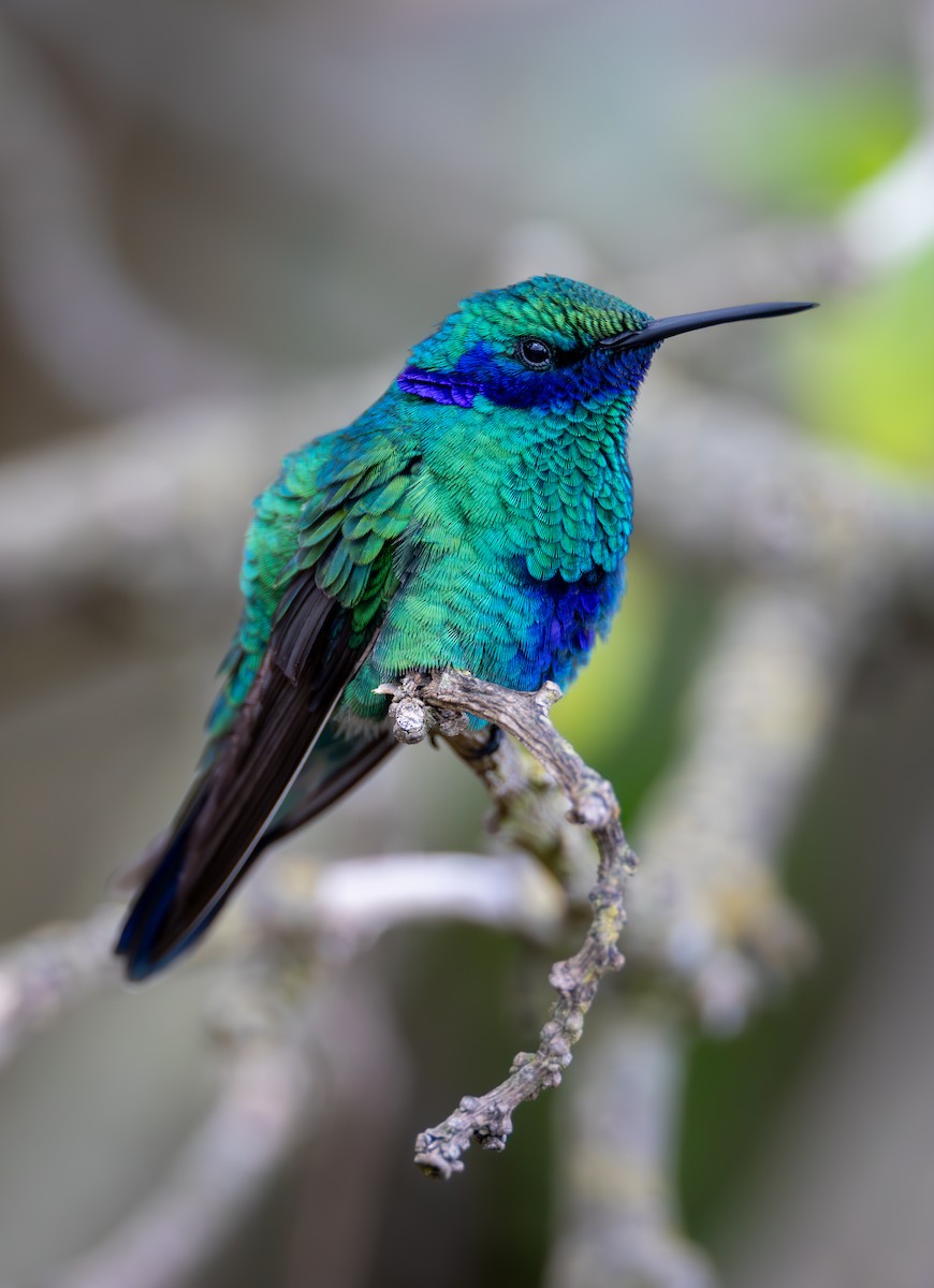 Colibri d'Anaïs - ML638664687