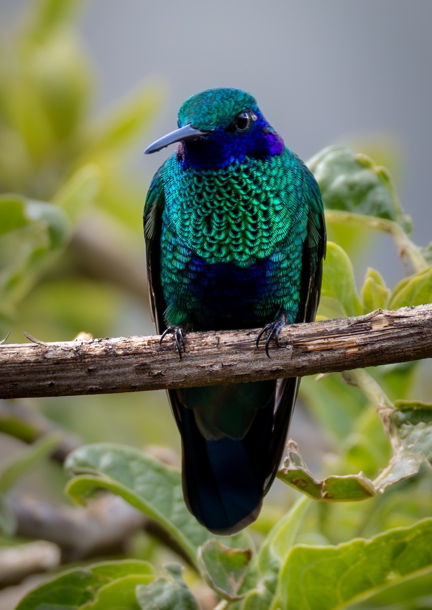 Colibri d'Anaïs - ML638664691