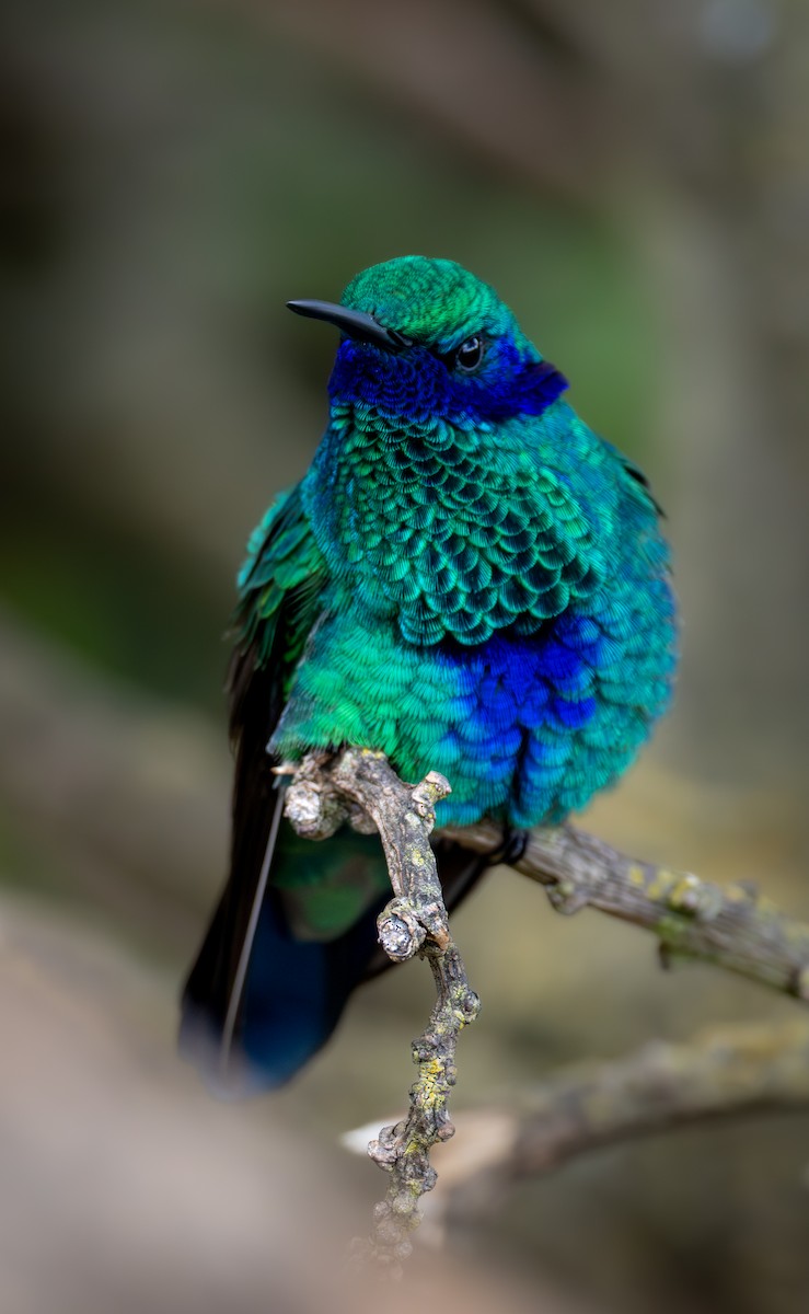 Colibri d'Anaïs - ML638664694