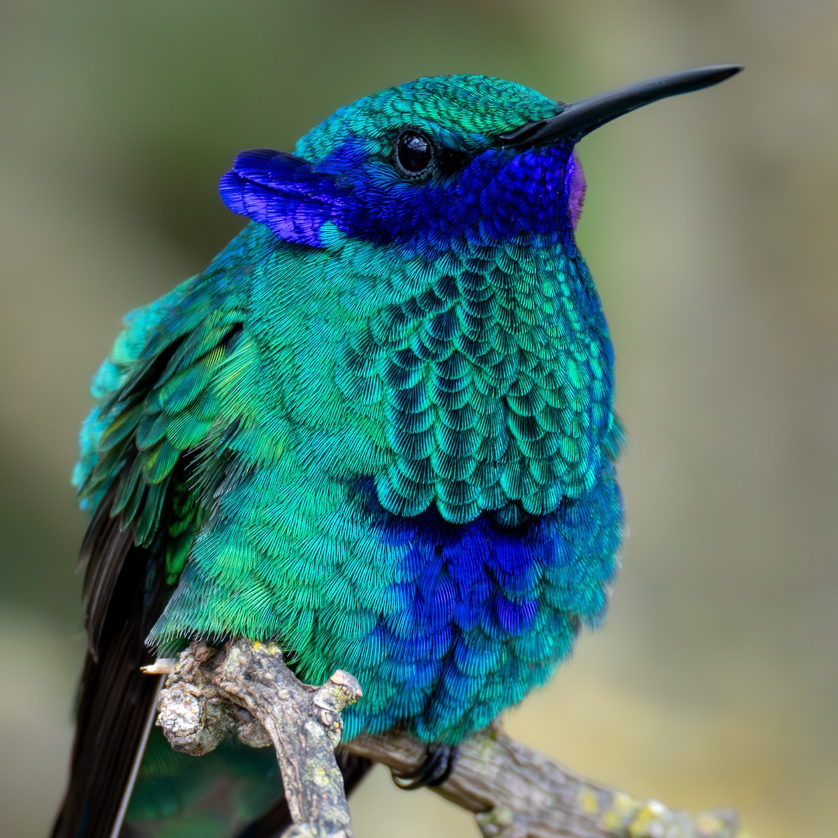 Colibri d'Anaïs - ML638664706